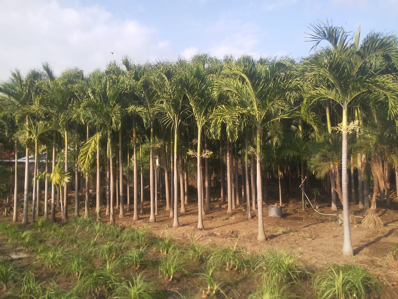 WhatsApp Image 2020-07-09 at 2.45.36 PM (2) Vivero en Copalita