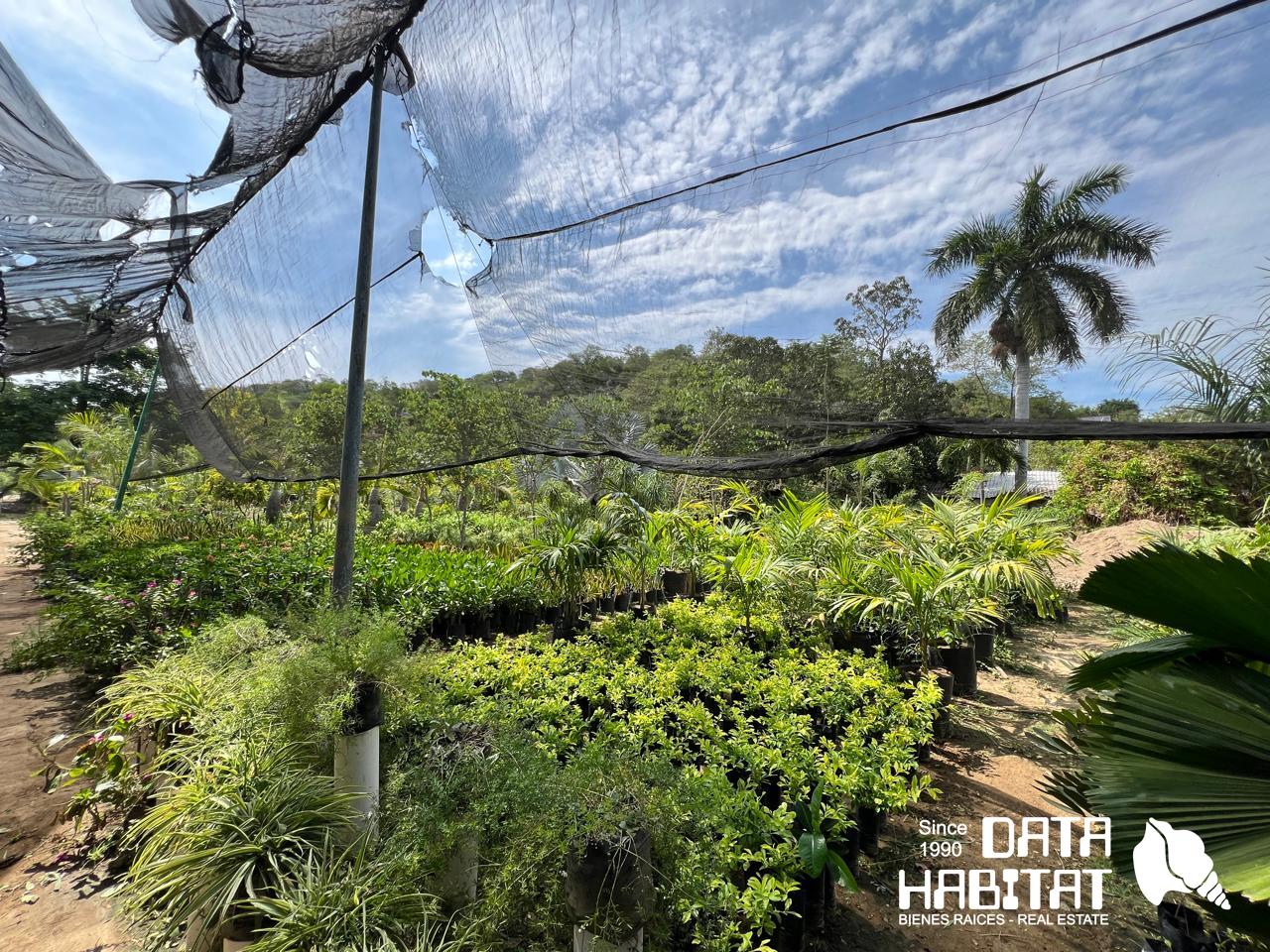 WhatsApp Image 2025-05-21 at 12.35.41 PM (1) Vivero en Copalita