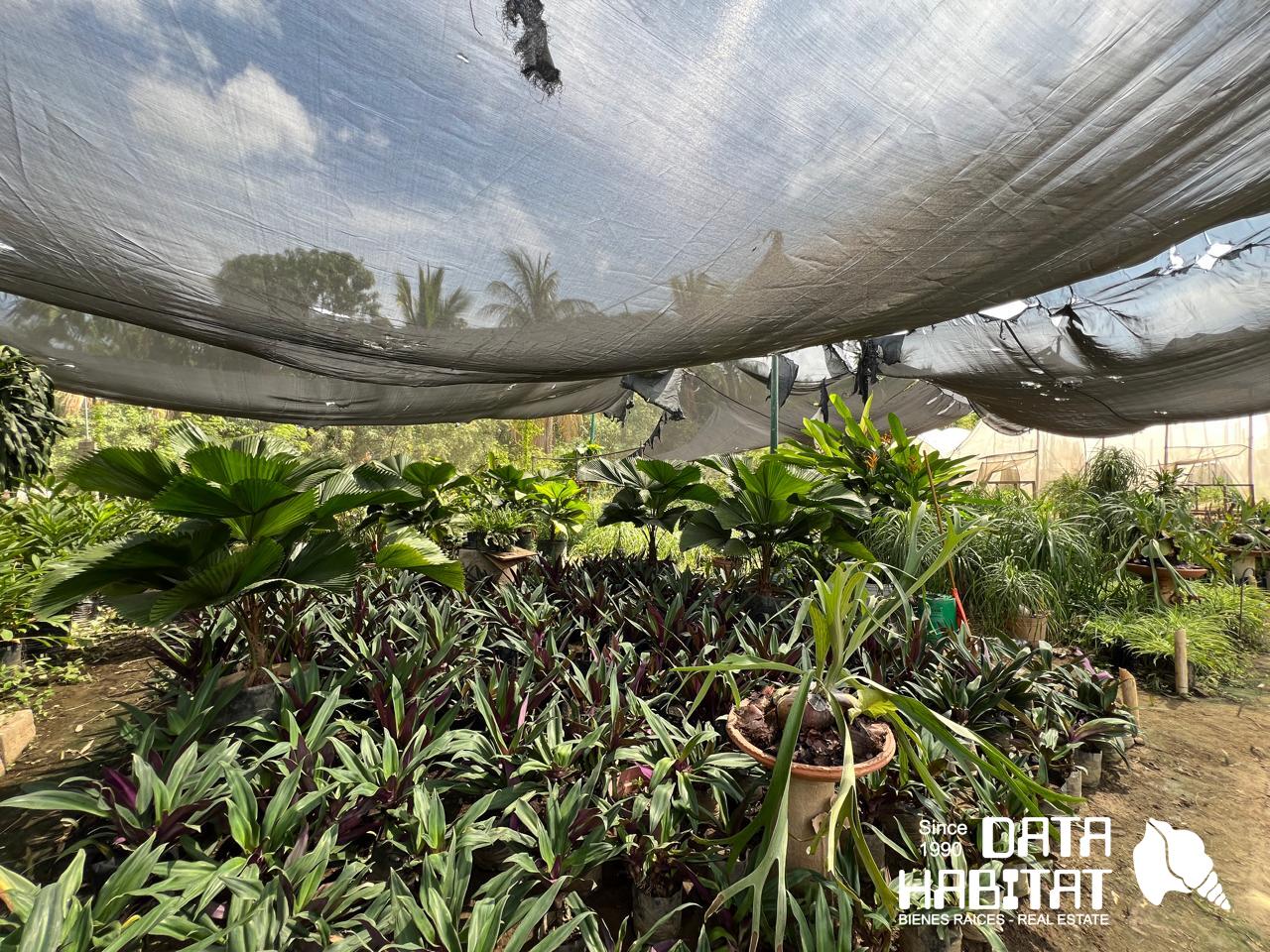 WhatsApp Image 2025-05-21 at 12.35.41 PM Vivero en Copalita